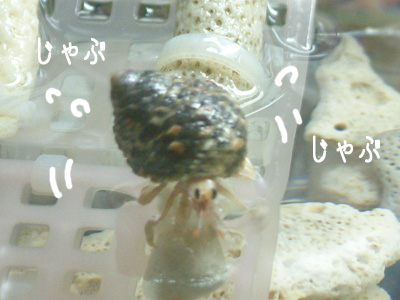 �ѡ��룲