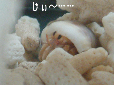 �ѡ��룲