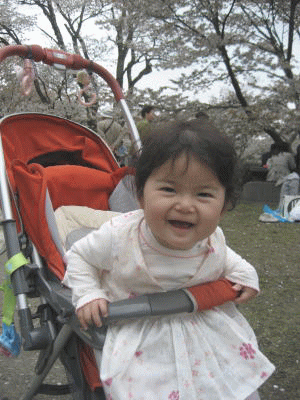 吉野桜2