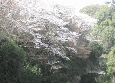 和泉佐野
