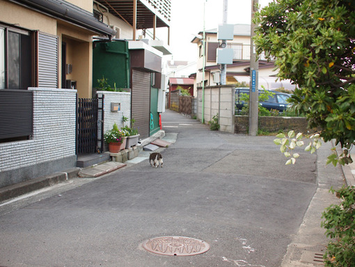neko001