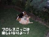 プロレスごっこwithロビちゃん