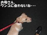 夜のお散歩2