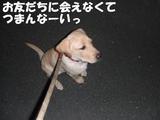 夜のお散歩3