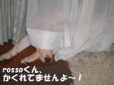 かくれんぼ1