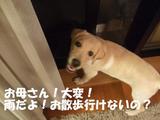 雨でお散歩いけないよ