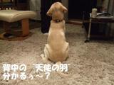 天使の羽1
