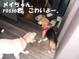 メイちゃん