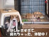 遊び疲れちゃった