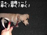 夜のお散歩1