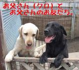 どらん