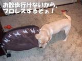 プロレスだぁ