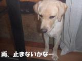 雨止まないかな