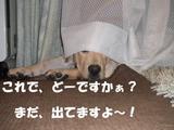 かくれんぼ2