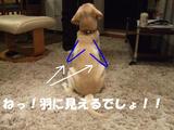 天使の羽2