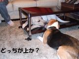 どっちが上?