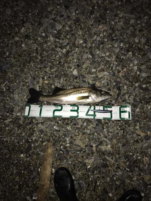 2017-08-19-04-59-23