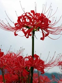 最安値で買 ふりふ ノースリーブ ワンピース 紺 曼珠沙華 【公式通販】