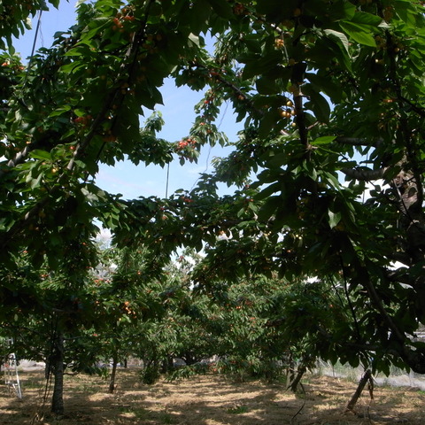 R0016598