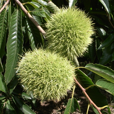 R0017155