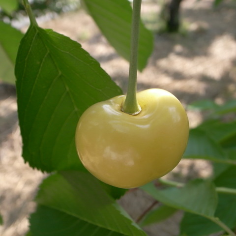 R0016593