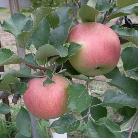 R0017174
