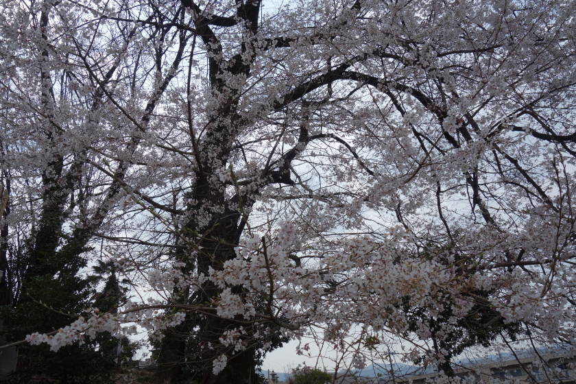 DSC04700
