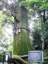 1)蛸杉