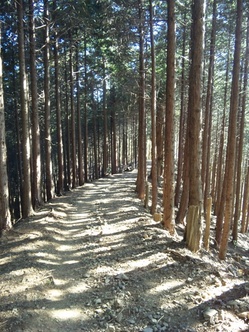 4)山道