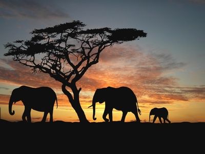 africa