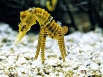 SeahorseWithLegs