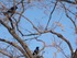 2013-01-23 ハシブトカラス