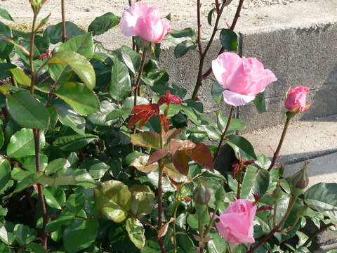 P1310605