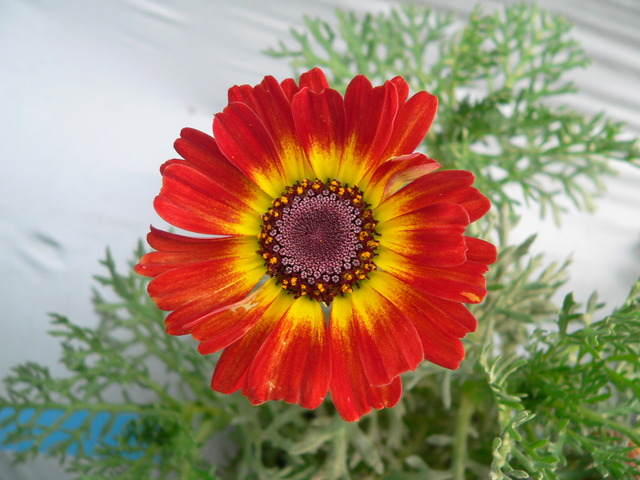 P1420775