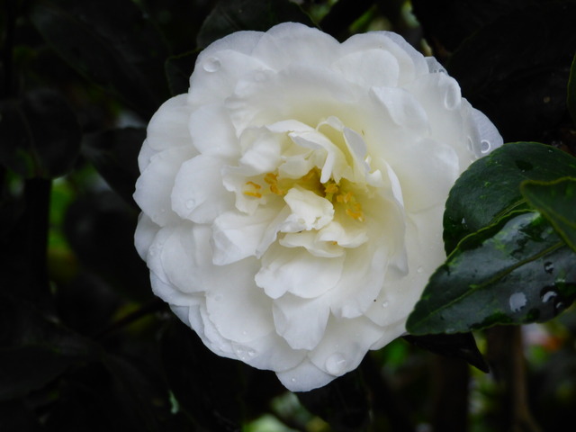 P1100575