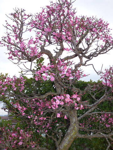 P1020831