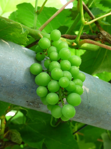P1080419