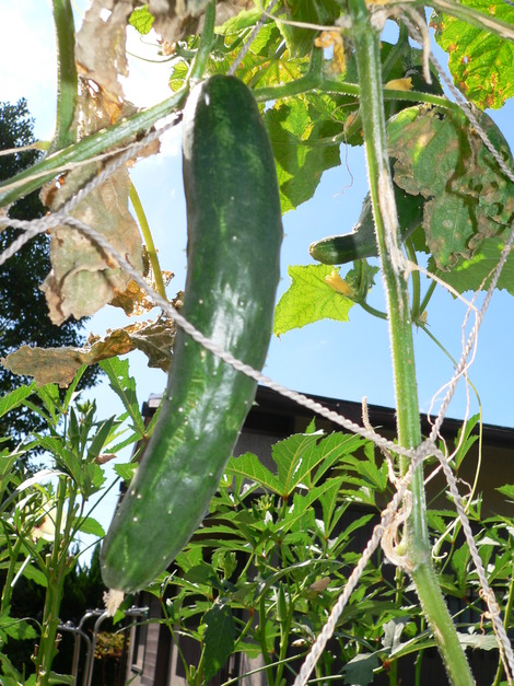 P1350719