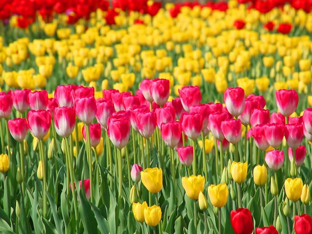 tulip_015