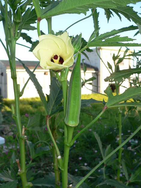 P1350686