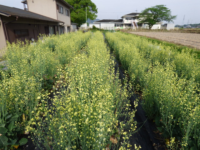 P1050047