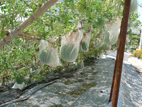 P1340683