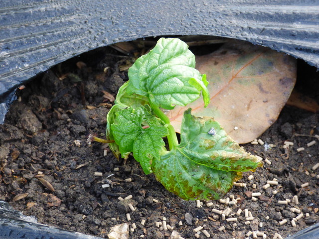 P1040321