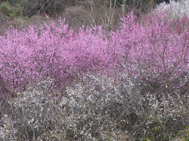 P1080440