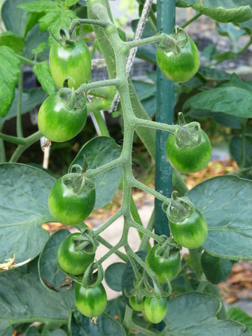 P1080460