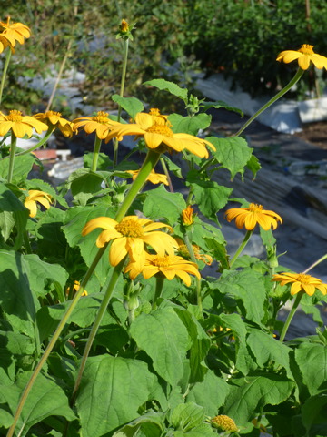 P1090705