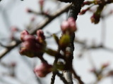2015_0325_153807-P1000661