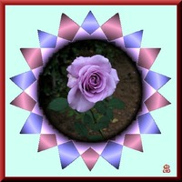 ムラサキバラ完成