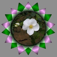 白バラ背景グレイ