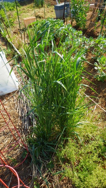 RIMG7610 (450x800)